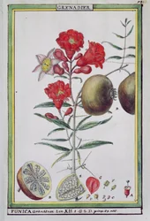 Árbol de granada, de Florindie ou Historie physico-economique des vegetaux de la Torride, 1789