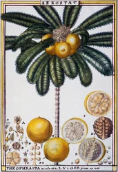 Aerostato (Theophrasta aculeata), de Florindie ou Histoire physico-economique des vegetaux de la Torride