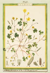 Vinagrillo de Bermudas (Oxalis biflora o pes-caprae)
