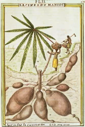 Raíces de yuca o mandioca (Manihot esculenta) usadas para hacer pan de yuca, acuarela por Delahaye