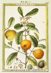 Chrysomele (Chrysomelis senticosa)