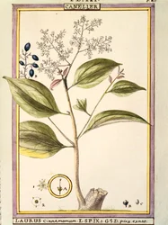 Canela (Laurus cinnamomum)