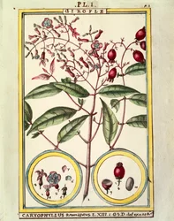 Clavo (Caryophyllus Aromaticus), acuarela de Delahaye