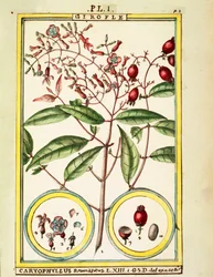 Clavo (Caryophyllus Aromaticus)