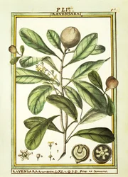 Cryptocarya Aromatica