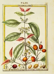 Eugenia Brignolla, acuarela por Delahaye
