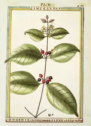 Eugenia Carthaginensis