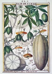 Frutas y flores del árbol de baobab (Adansonia digitata), de Florindie ou Historie physico-economique des Vegetaux de la Torride