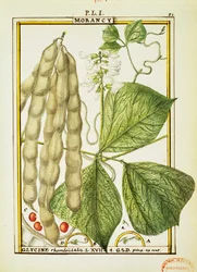 Glycine Rhomboidalis