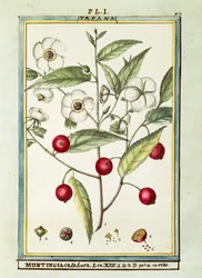 Cereza jamaicana (Muntingia calabura)
