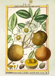 Manzana de mammee (Mammea americana)