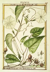 Flor de luna o vid de luna (Ipomoea Alba)