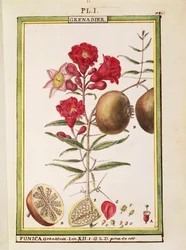Granada (Punica granatum), acuarela de Delahaye