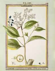 Canela verdadera (Cinnamomum Verum)