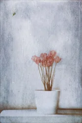 Flores secas delicadas