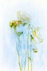 Flores delicadas que se marchitan