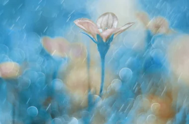 Flor azul de ensueño