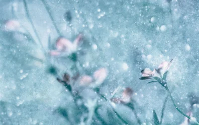 Flores azules de ensueño