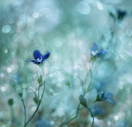 Flores azules de ensueño