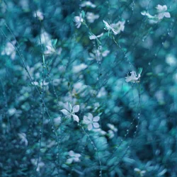Flores de jardín de un azul de ensueño