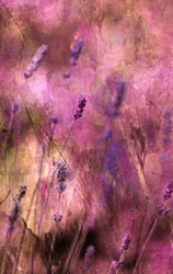 Flores de lavanda de ensueño