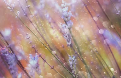 Bokeh de lavanda de ensueño