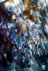 Resplandor de lavanda de ensueño