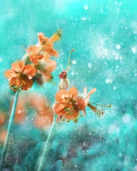 Flores de naranja de ensueño