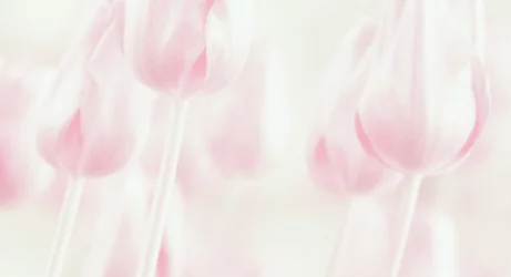 Tulipanes en tonos pastel de ensueño