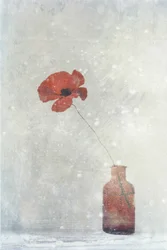Amapola roja de ensueño