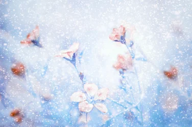 Flores de invierno de ensueño