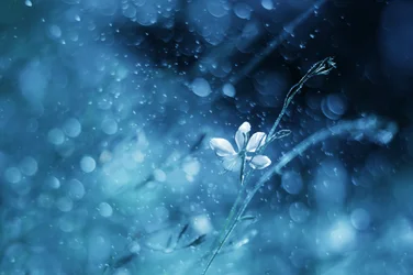 Flor azul etérea
