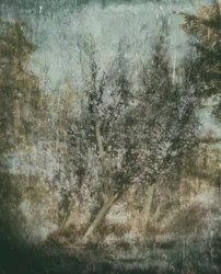 Paisaje forestal etéreo