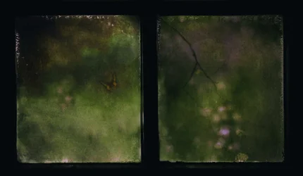 El sueño de la mariposa desvanecida