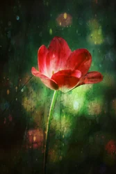 Tulipán rojo resplandeciente