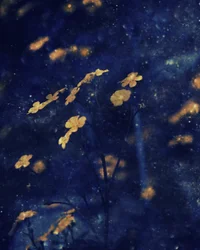 Cielo nocturno de flores doradas