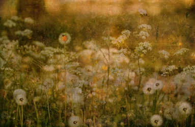 Mariquita de Golden Meadow
