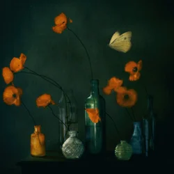 Mariposa de amapolas melancólicas