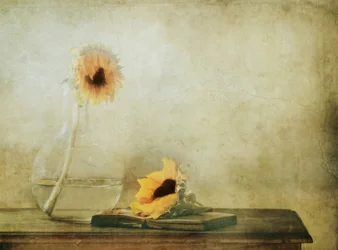 Girasoles de un otoño tranquilo