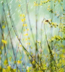 Mariposa de la primavera lluviosa