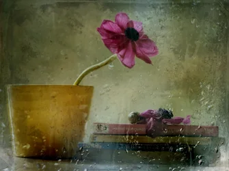 Flor en la ventana bajo la lluvia