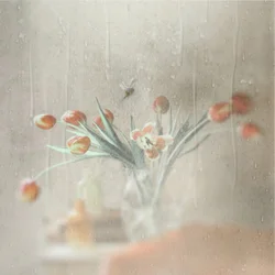 Tulipanes en una ventana lluviosa