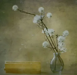 Flores serenas y esponjosas