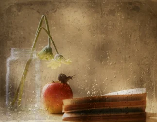 Caracol sobre una manzana en un día lluvioso