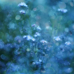 Flores con efecto bokeh azul suave