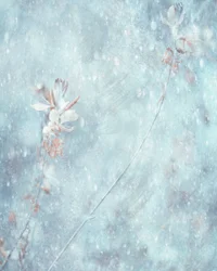 Flores de invierno de un azul suave