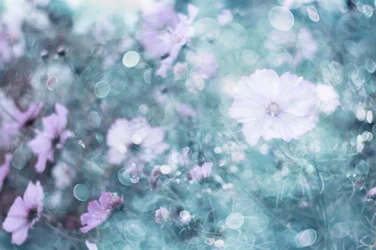 Flores de cosmos en tonos pastel suaves