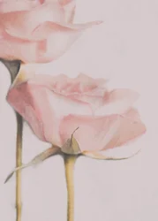 Rosas de color rosa pálido