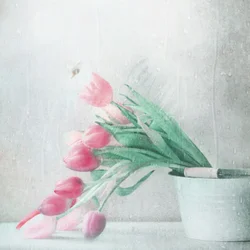 Lluvia de tulipanes rosa pálido