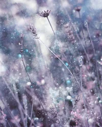 Tonos brillantes de lavanda